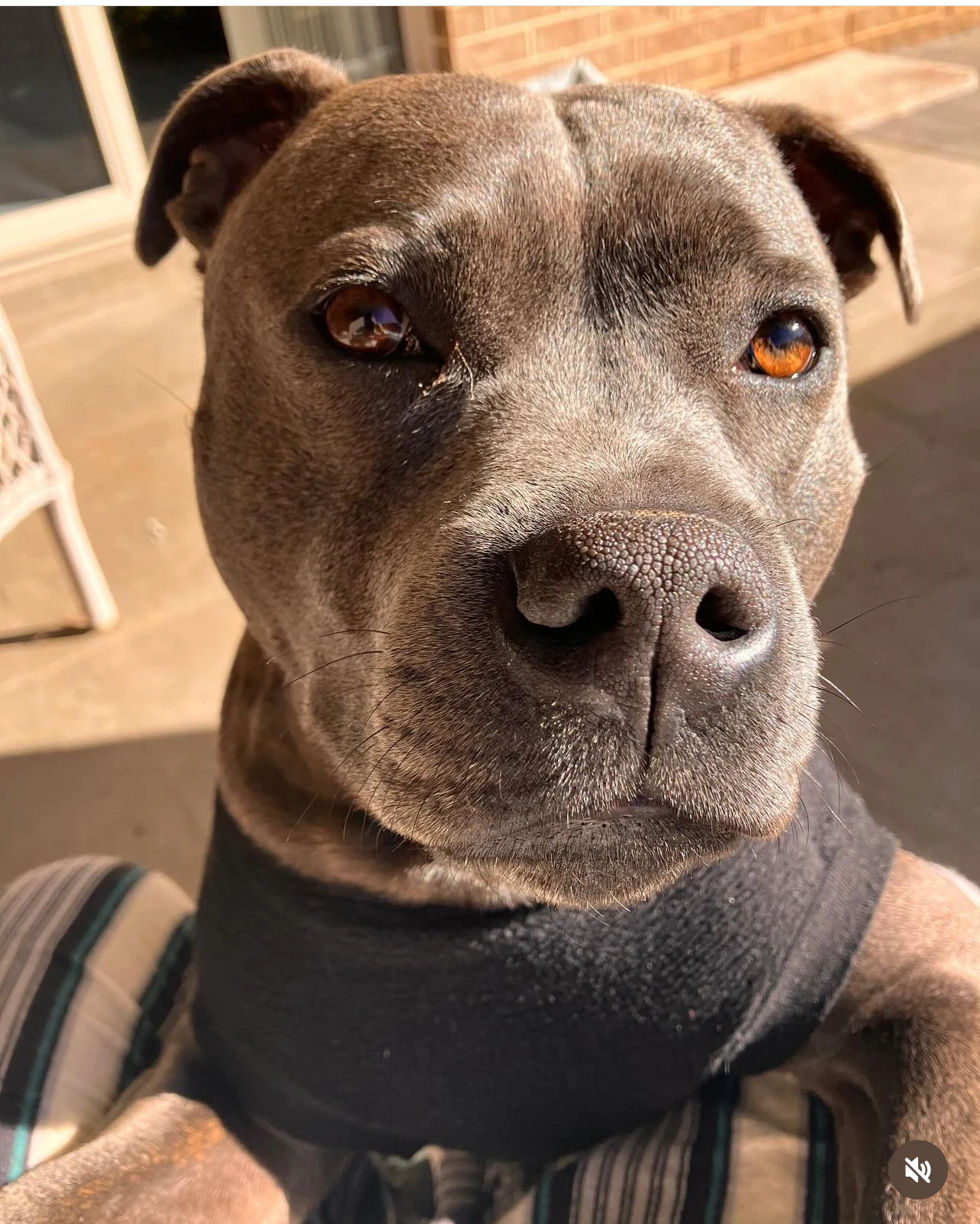 Wilfrid the English Staffy relaxing in the sunshine