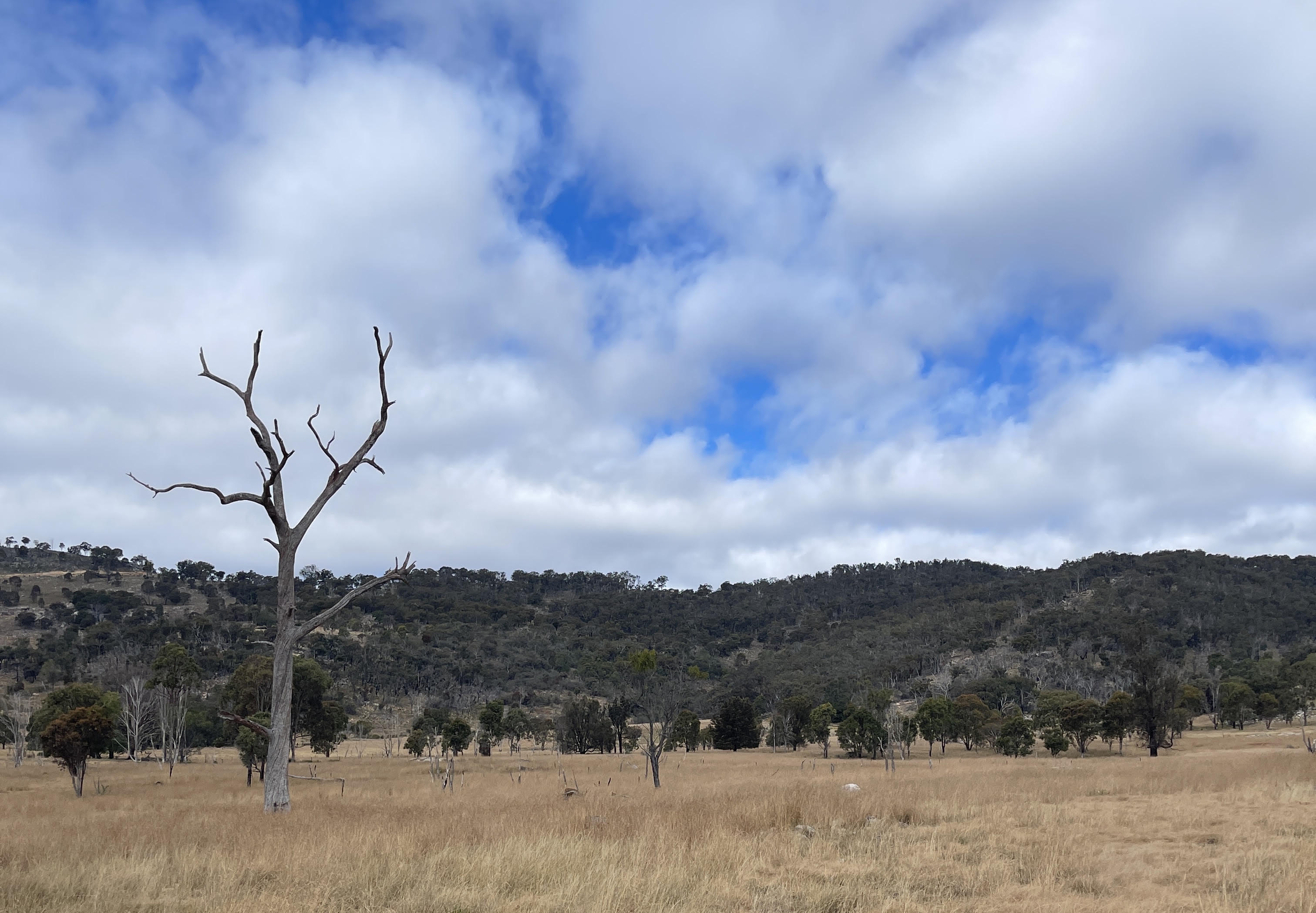 Rural acreage landscape